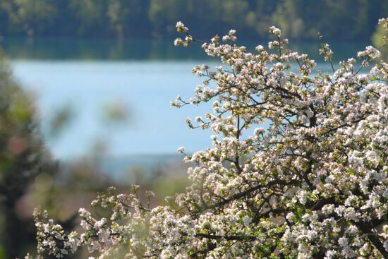 Faaker See mit blühender Baumkrone_Foto TVB